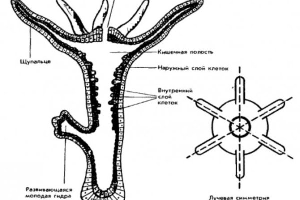 Kraken kraken link24 info